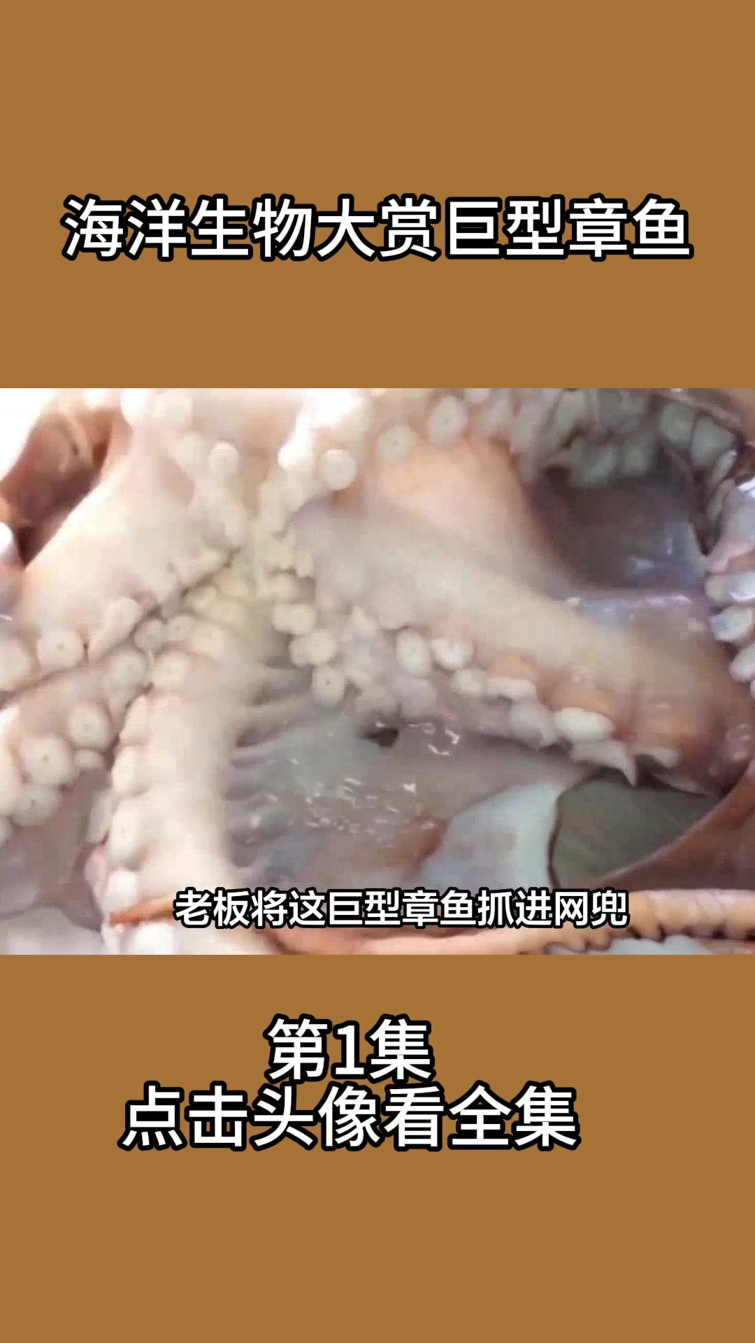 海洋生物大赏巨型章鱼1