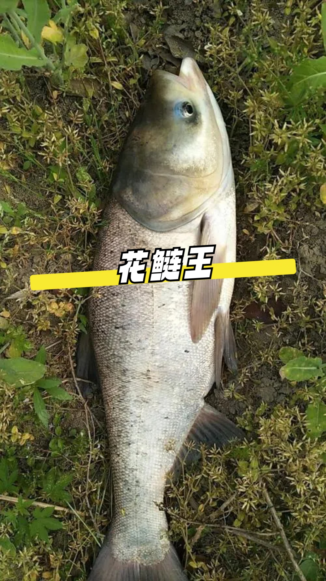 最大的鳙鱼有多大?湖北花鲢王“寿终正寝”,它寿命有多长?