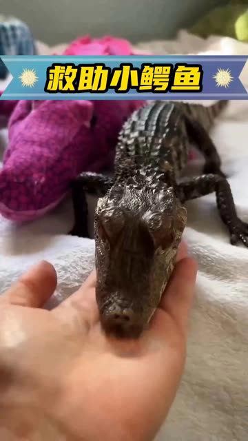 女孩捡了一只刚孵化的小鳄鱼,带回家收养,没想到小鳄鱼这么可爱