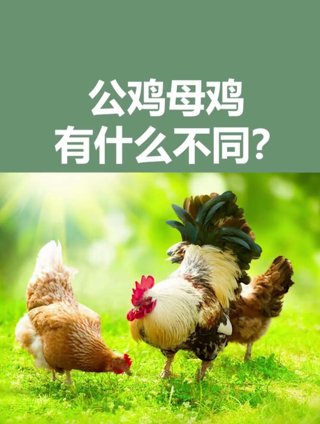 怎么分辨公鸡和母鸡,他们的区别是什么?科普 涨知识 动物