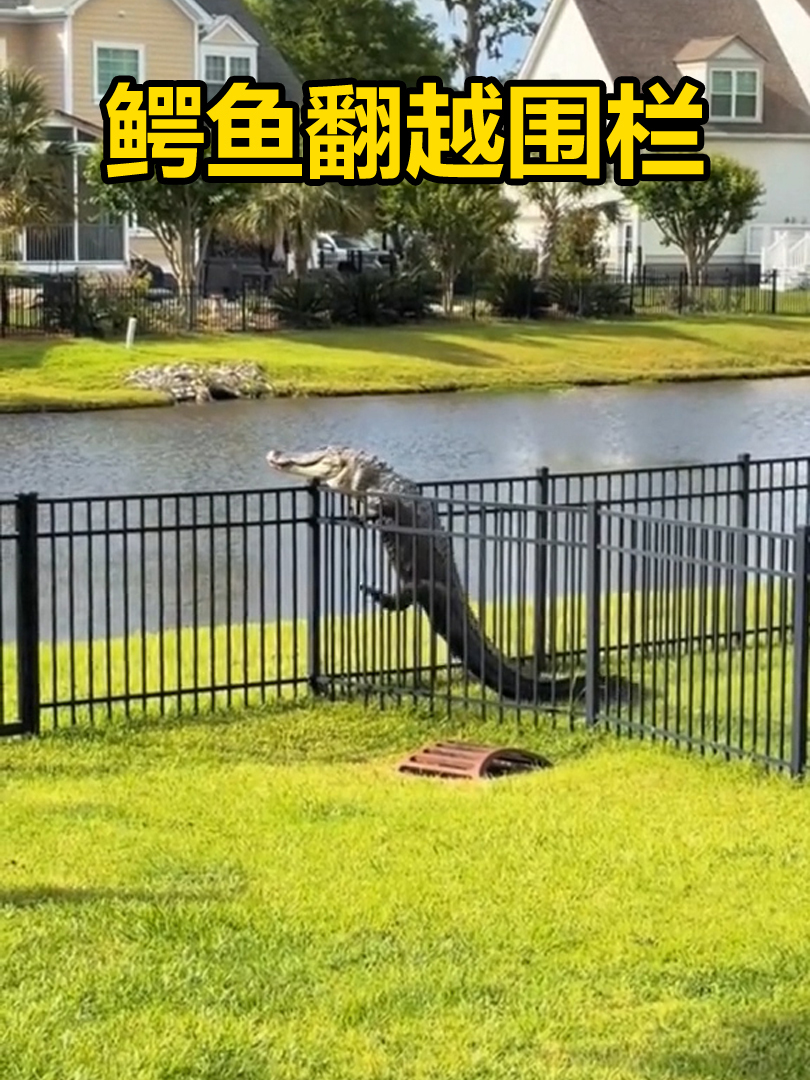 沼泽鳄打算越狱,拼命摆动小短腿