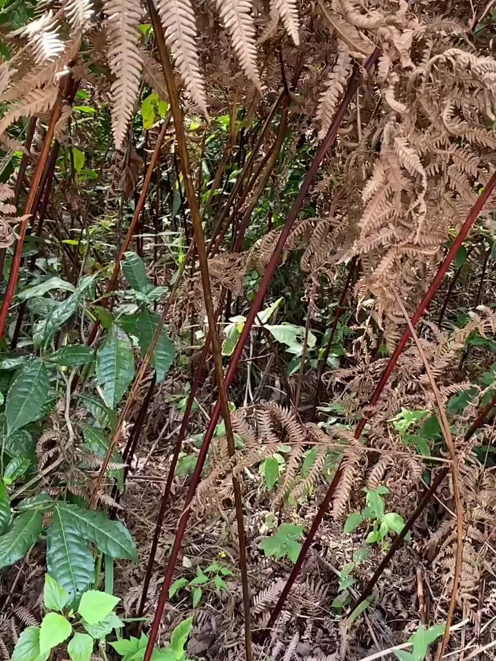 靠山吃山、靠海吃海、农村虽然累点、人会黑点、但也很满足!
