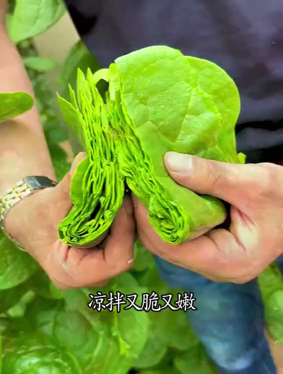 木耳菜越摘它长得越旺,叶片非常的肥厚,凉拌又脆又嫩