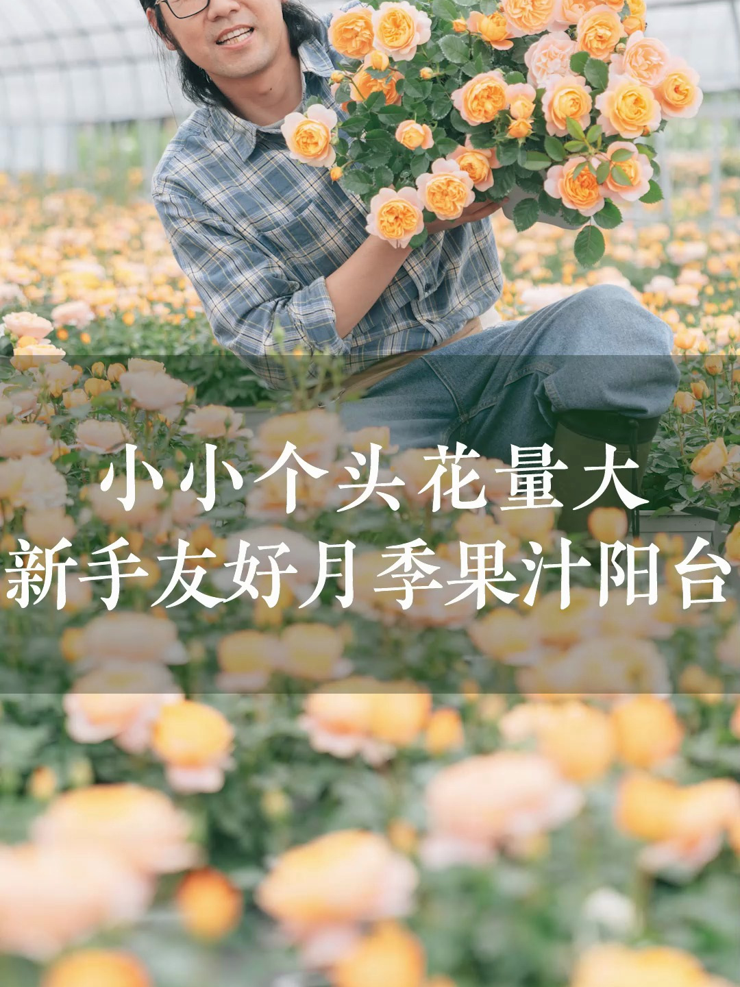 小小个头花量大,新手友好月季果汁阳台