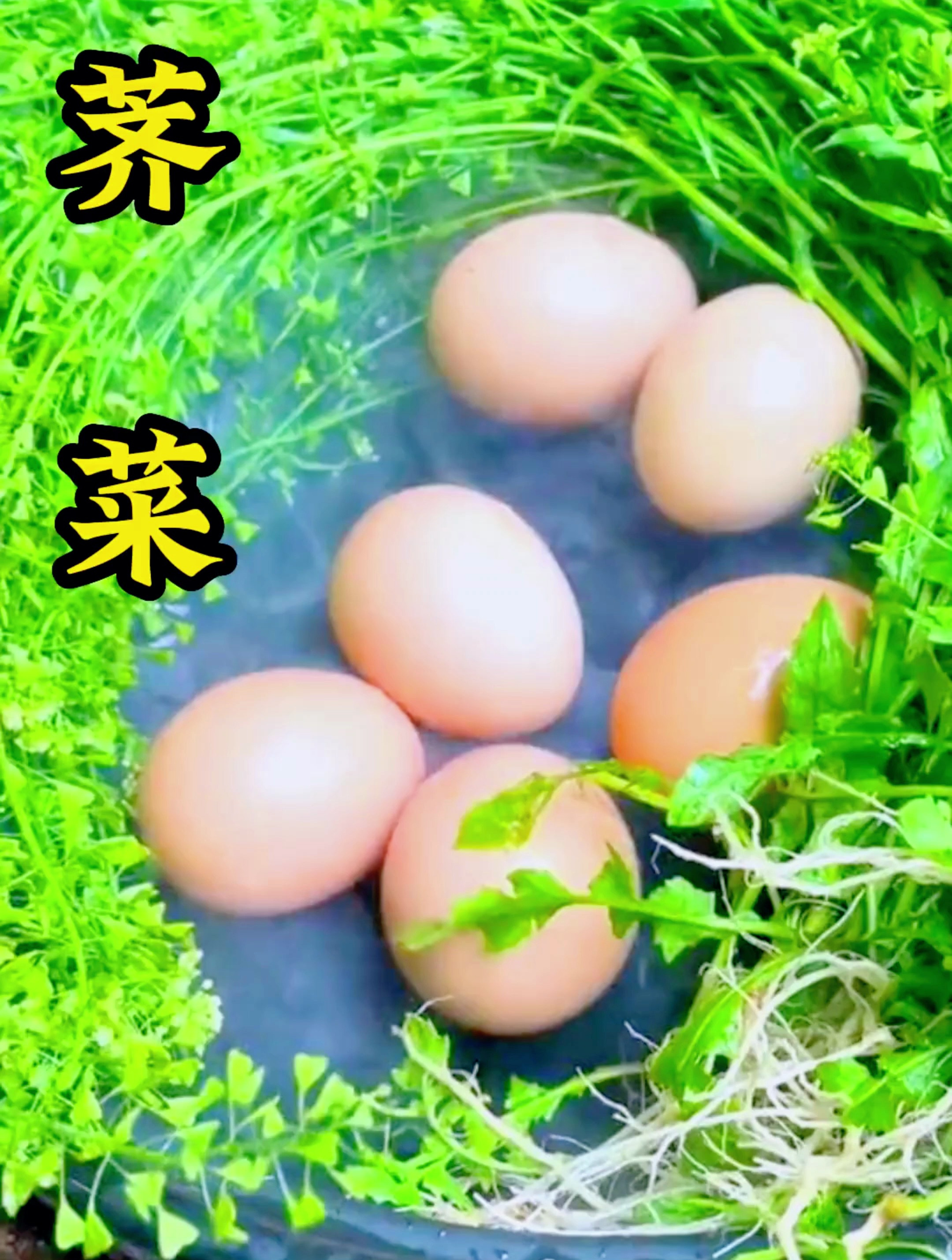你见过荠菜吗,你的家乡有这种植物吗