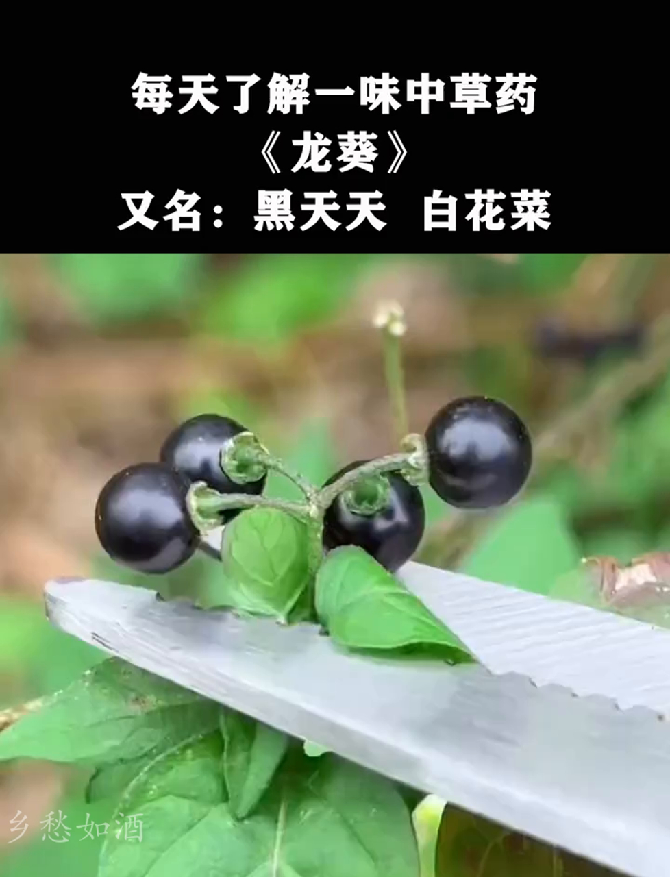 龙葵,也叫黑天天、白花菜,熟透的果子味道美,嫩叶也能当美味野菜吃