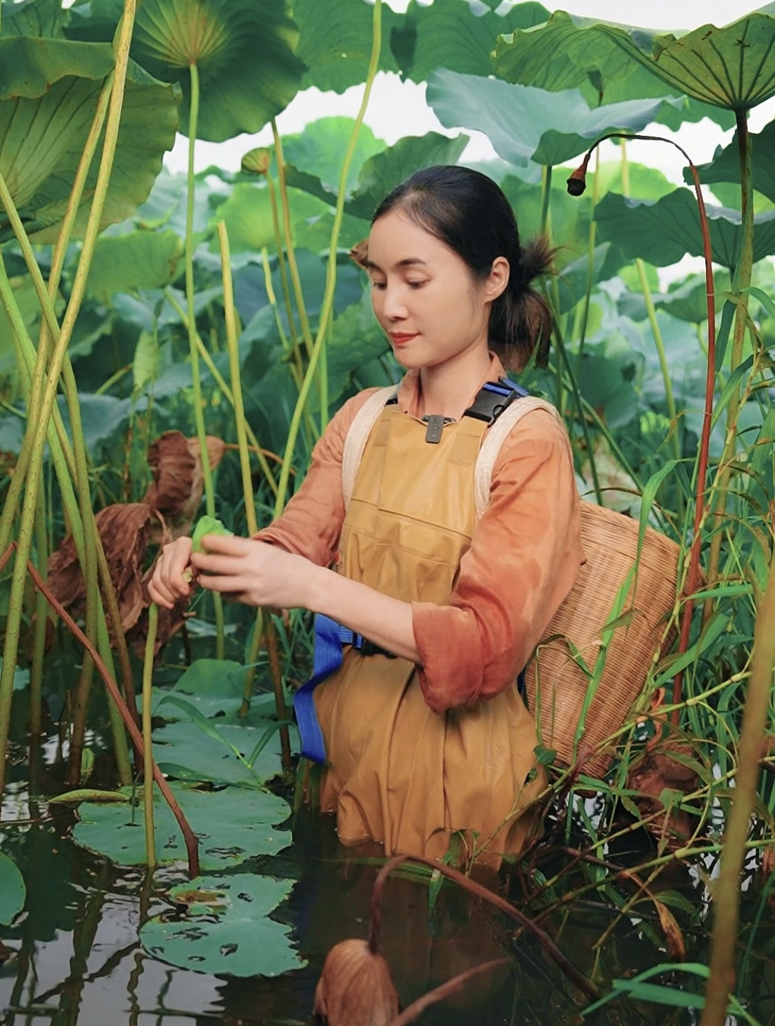 笑对六旬职场路,一碗龙眼银耳莲子羹,甜润心间解千愁
