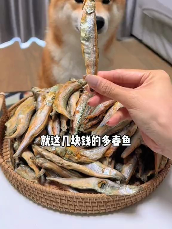 常吃多春鱼冻干的猫狗不仅肥腮长肉对毛发也嘎嘎好酥脆可口安排!