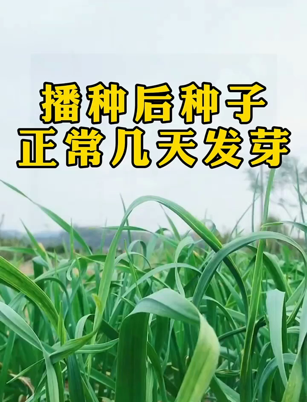 播种后种子正常几天发芽