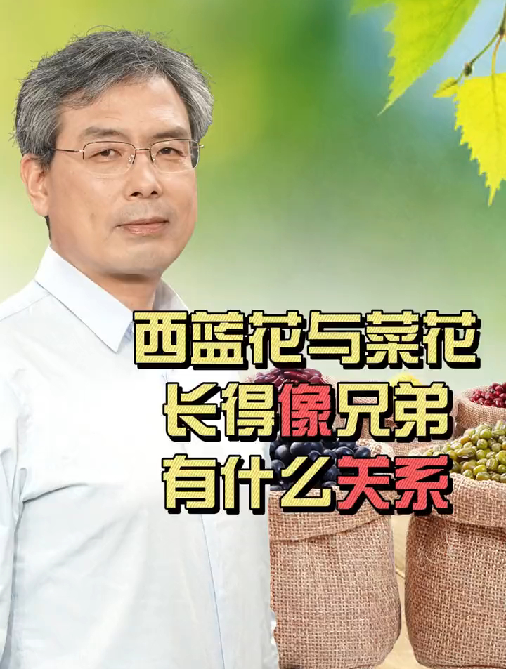 西蓝花跟菜花是兄弟吗?