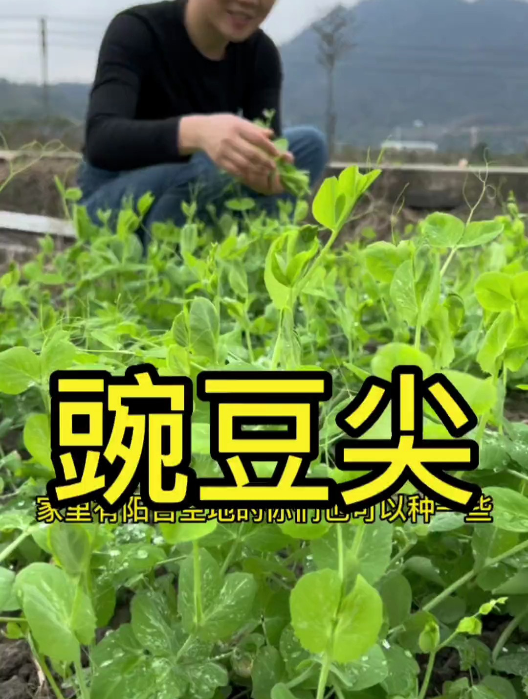 可以越冬的青菜,当然属这个豌豆尖了,煮汤,涮火锅,炒菜都可以