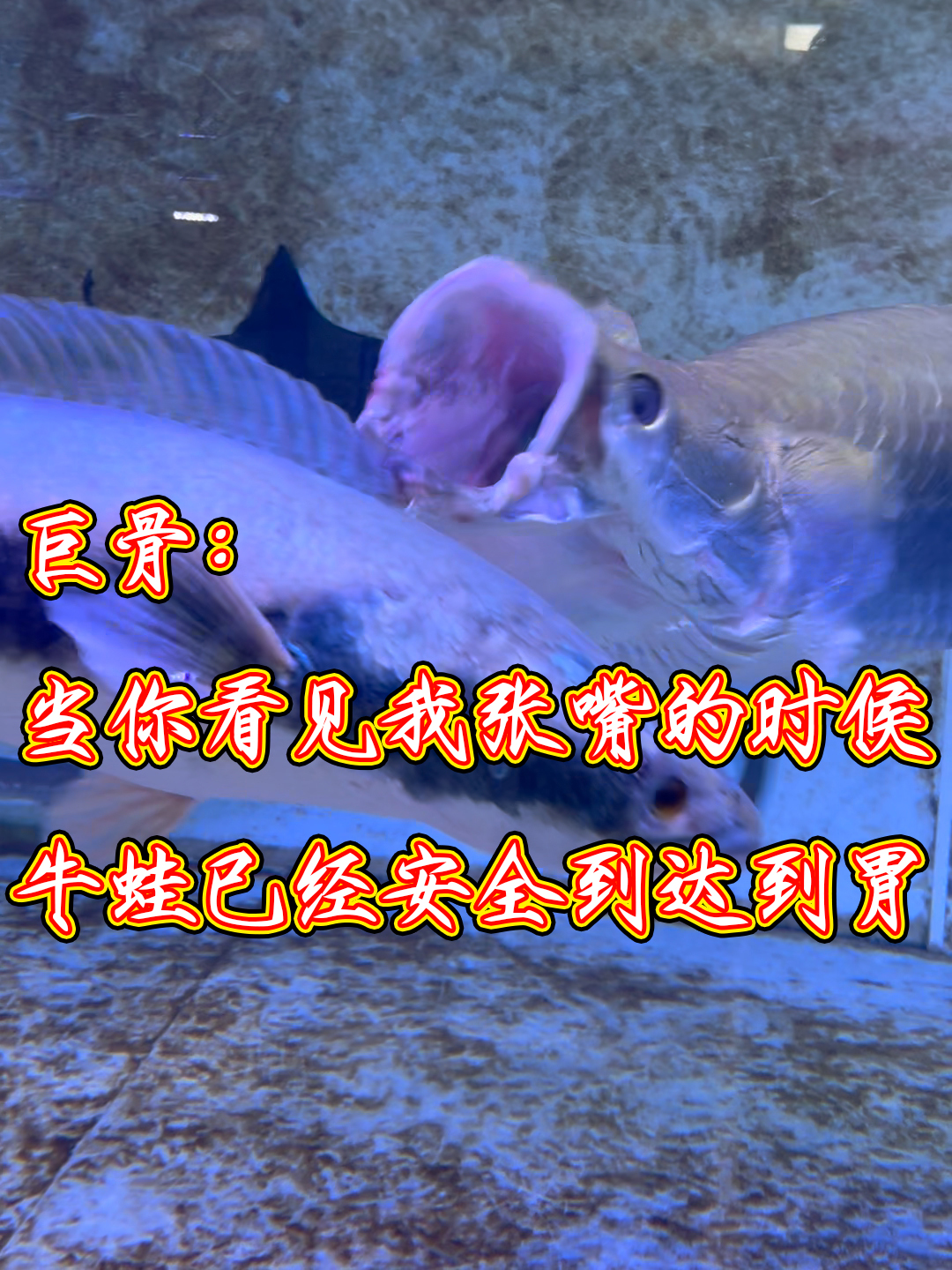 巨骨舌鱼:当你看见我张嘴的时候,牛蛙已经安全抵达我的肚肚