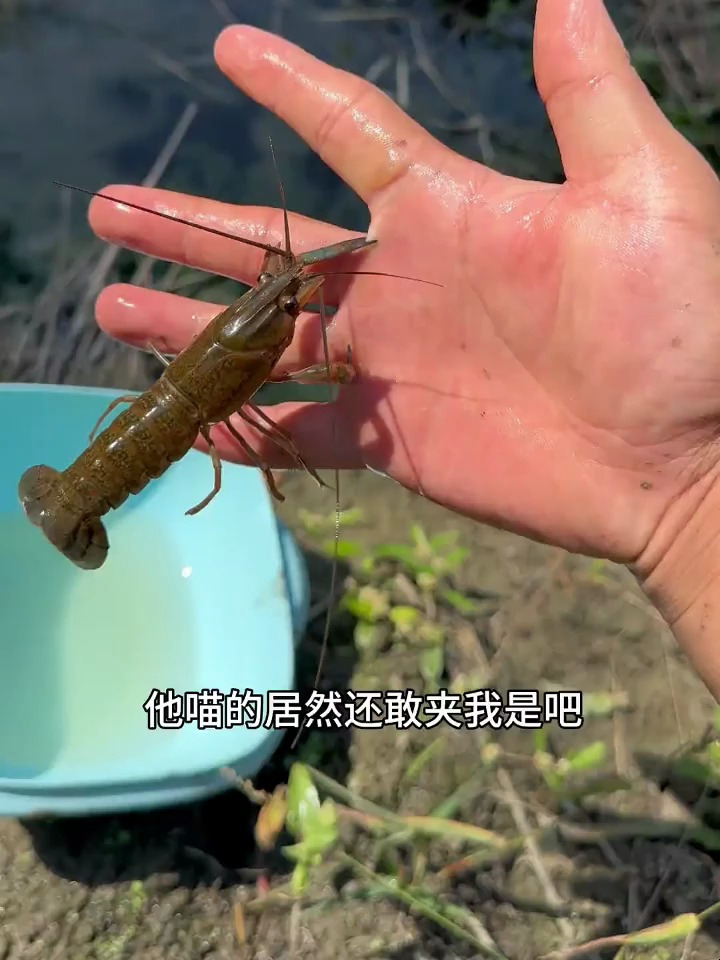 小黄鱼被什么东西吃掉了?