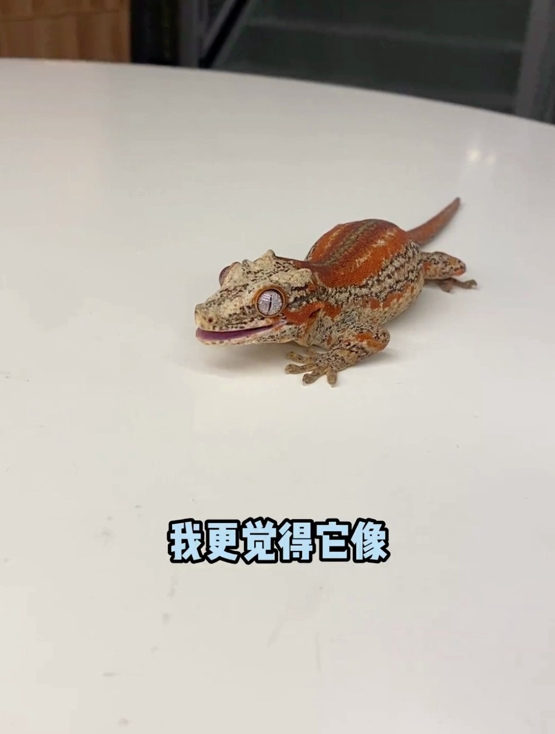 睫角守宫的老乡是一只迷你小鳄鱼?