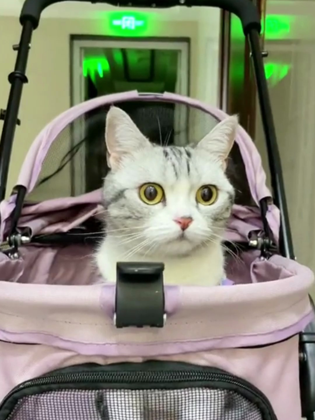 当我家猫遇到王泡芙 直接变成了舔狗