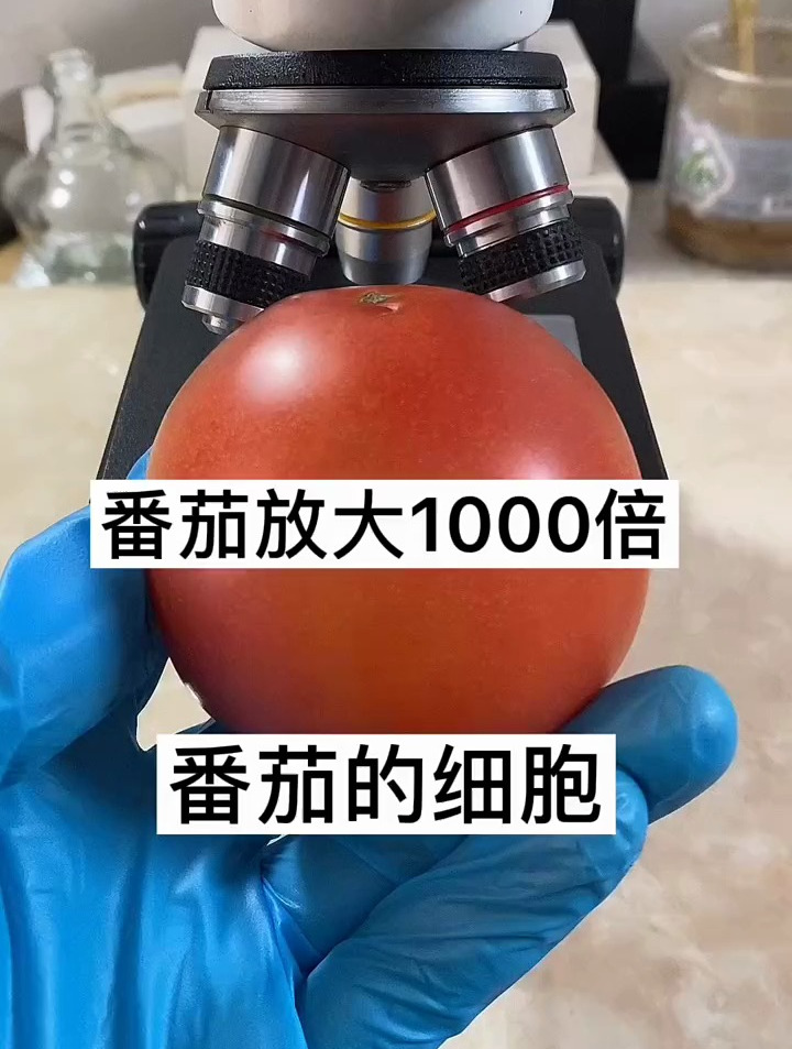 番茄放大1000倍,你看过吗?