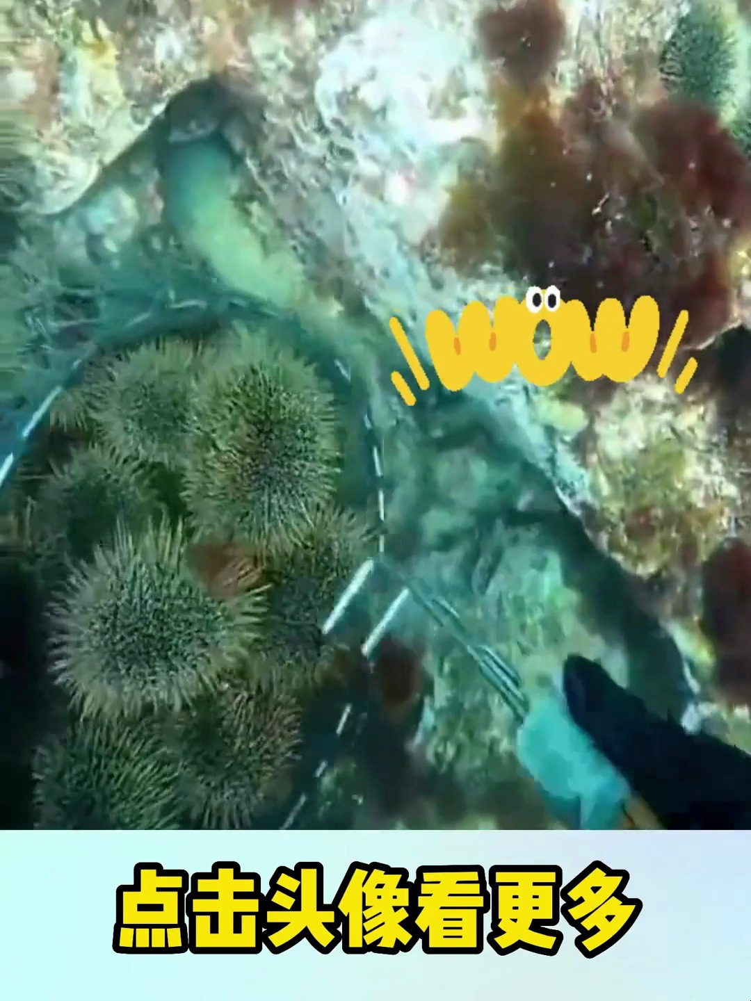 第二天整个大海都知道了,你小子会开海胆,人类的事迹传遍海洋