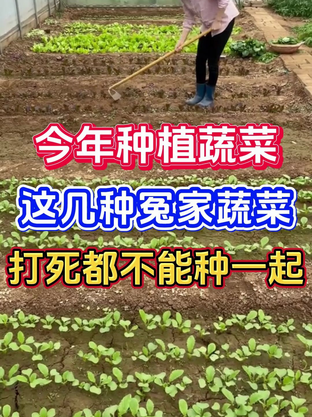 今年种植蔬菜,这几种冤家蔬菜打死都不能种一起