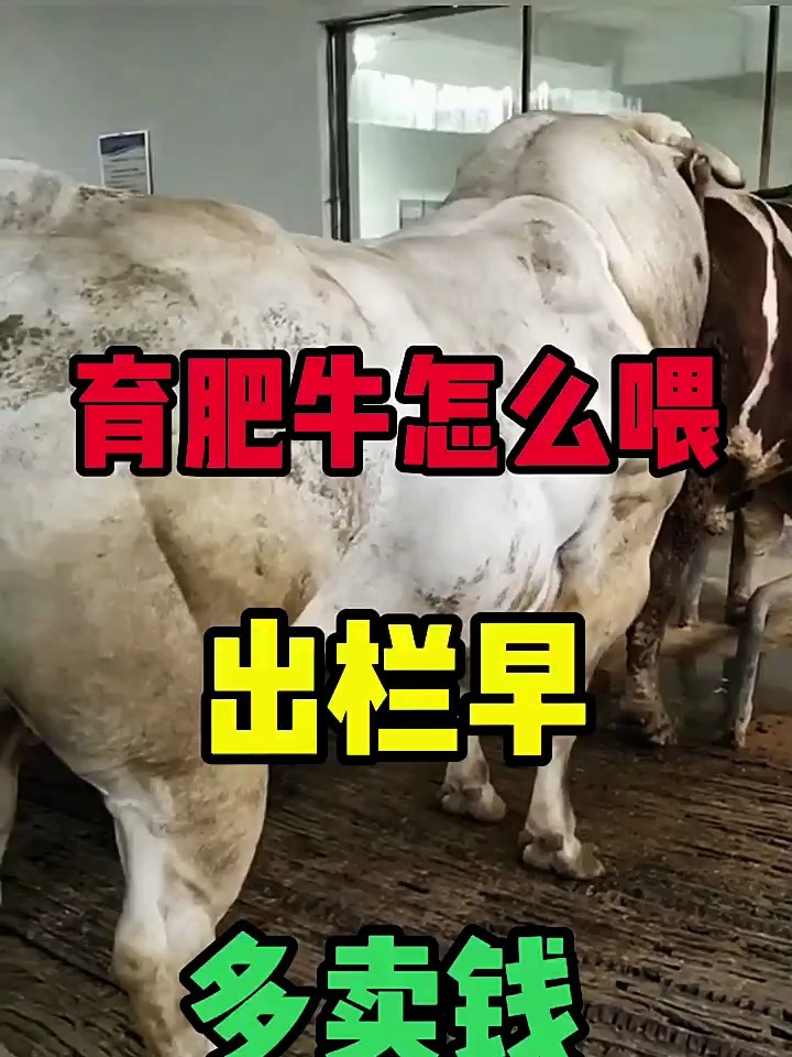 育肥牛怎么喂出栏早多卖钱 肉牛养殖