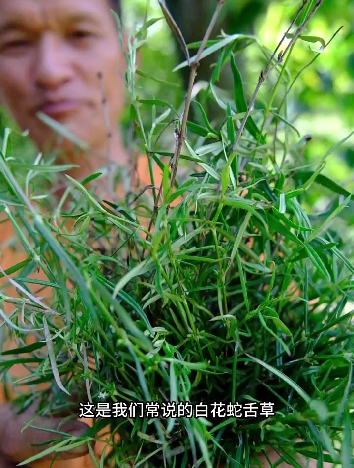一株白花蛇舌草分享给各位朋友