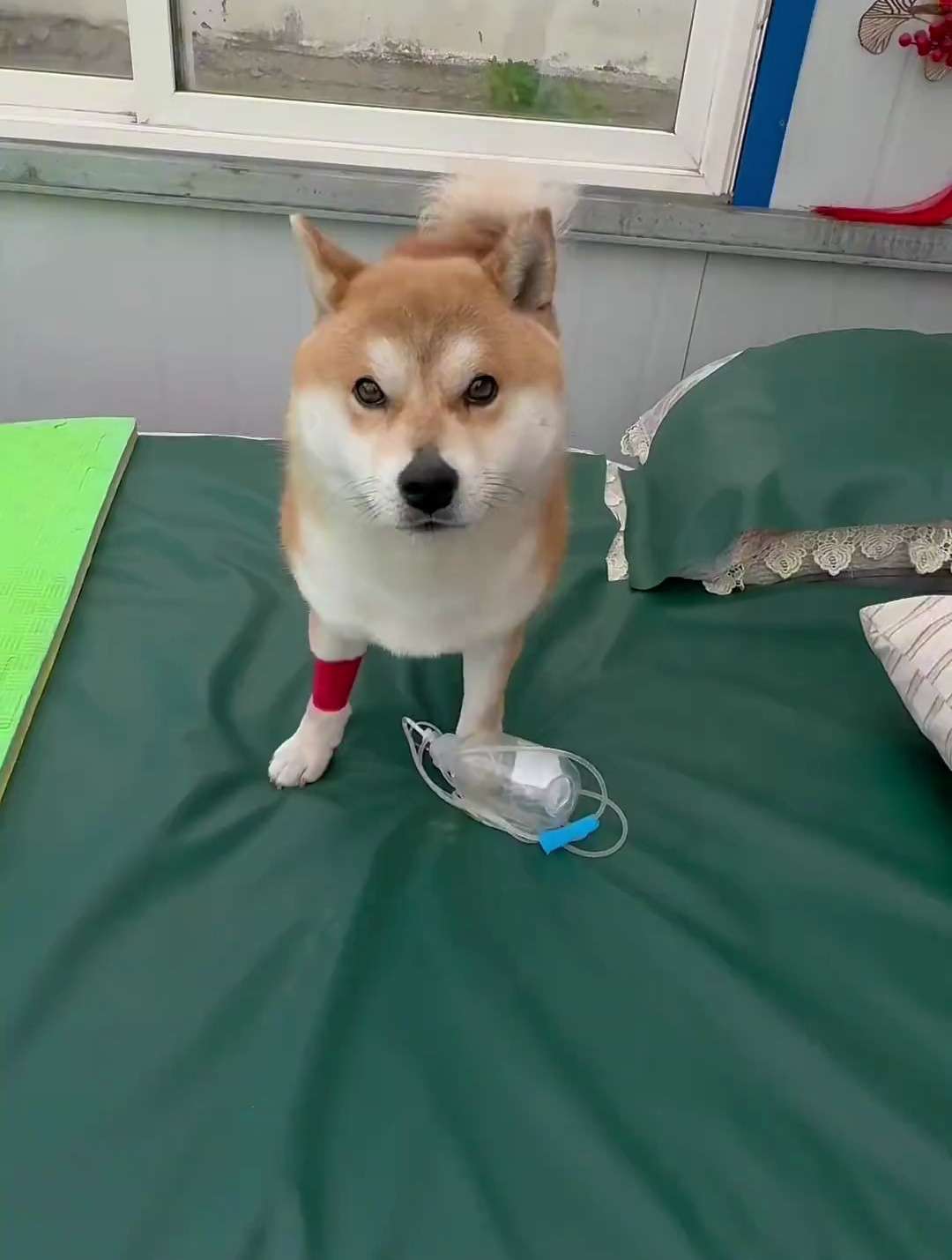 小柴犬讲述自己为什么生病