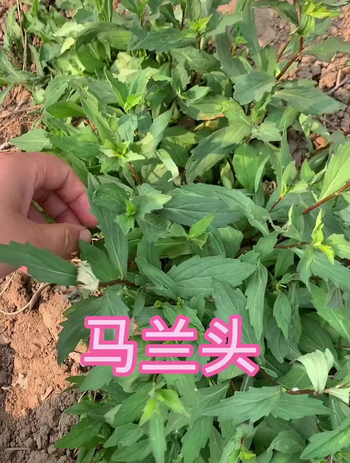 马兰头其实是很好的野菜