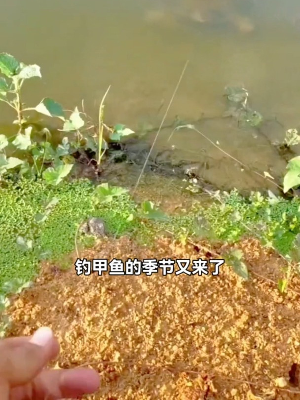 看看我是怎么钓甲鱼的,爆护