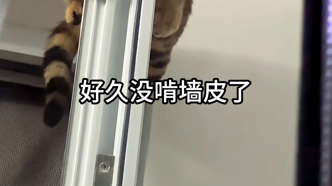 看上去不太聪明的样子
