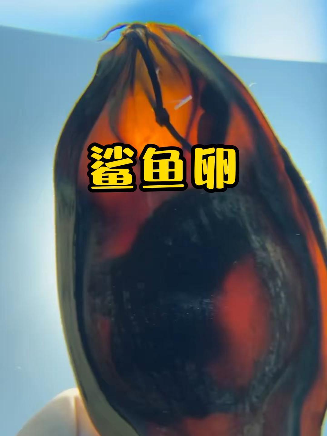 钻头一样的鲨鱼卵,给鲨鱼宝宝安全感拉满!