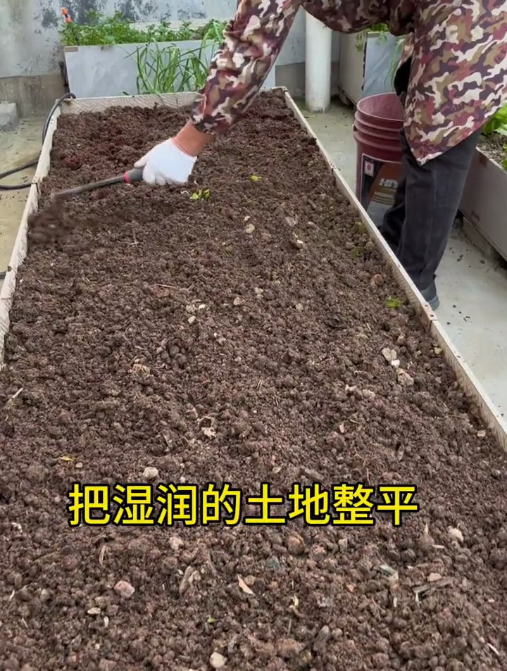 播种苋菜时,教你两个小妙招,快速出苗,均匀不堆苗