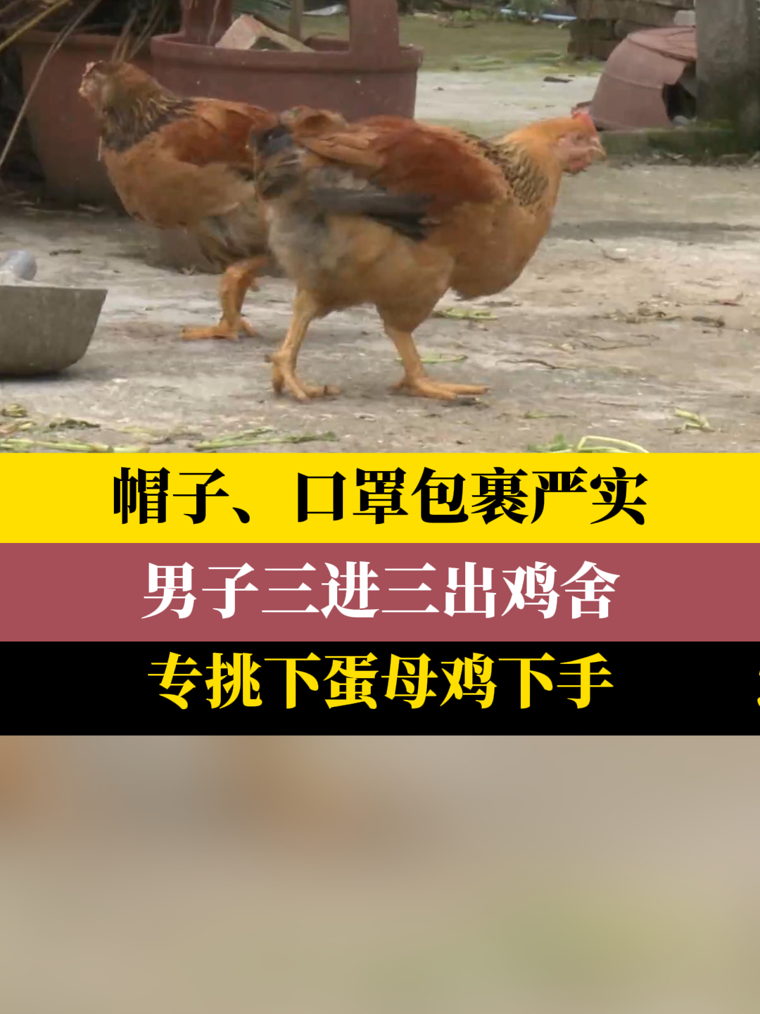 帽子、口罩包裹严实 男子三进三出鸡舍 专挑下蛋母鸡下手
