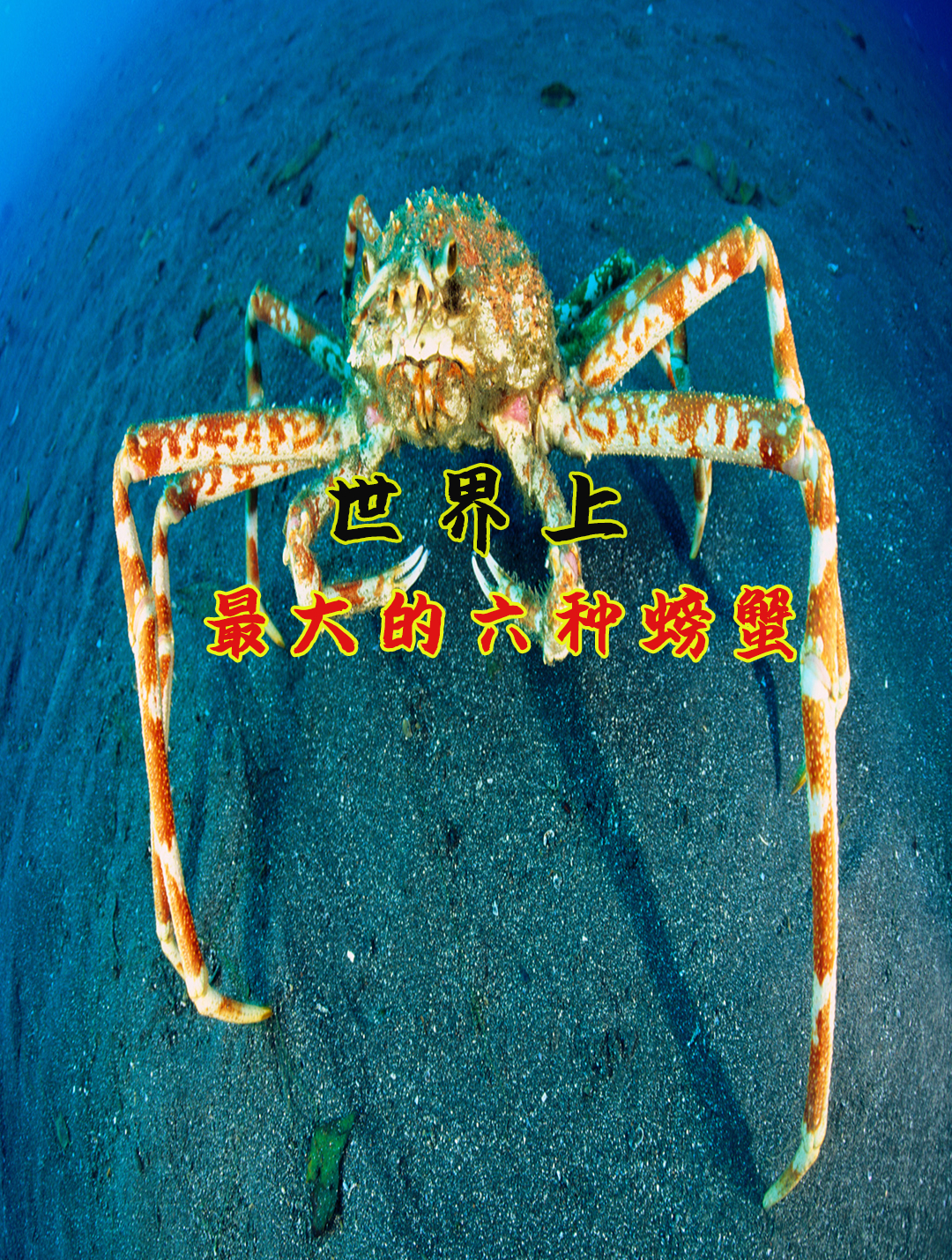 世界上身形巨大的六种螃蟹
