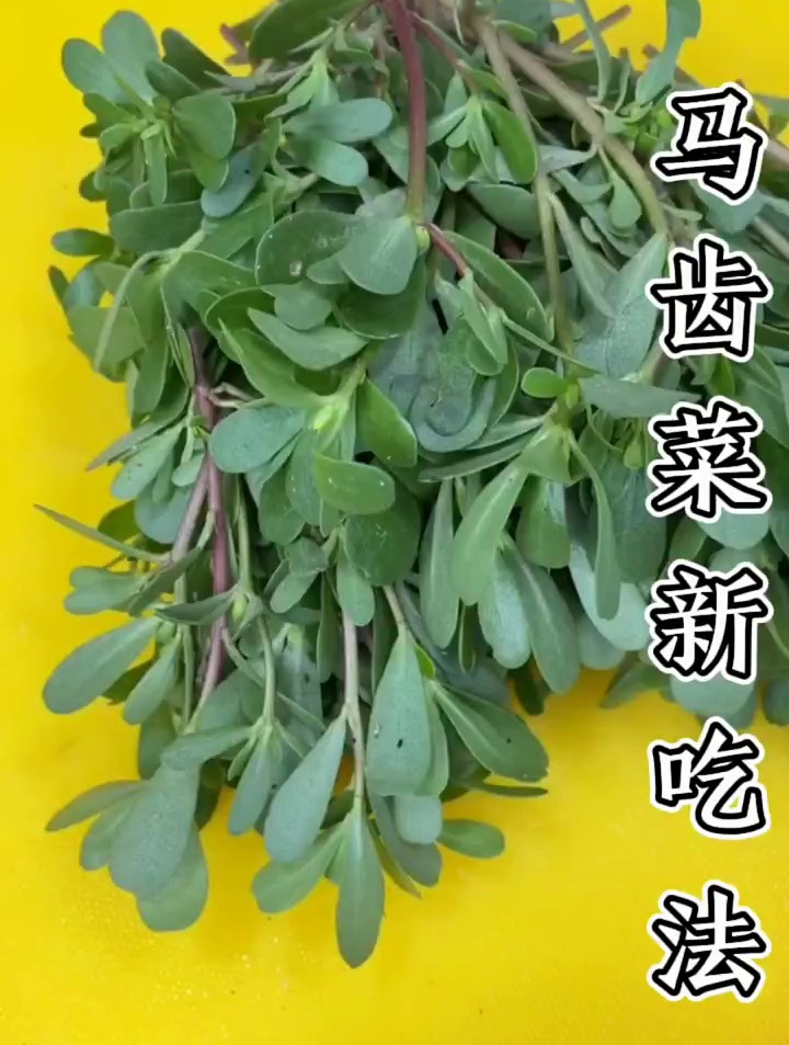 马齿菜又有长寿菜之称,大家懂了吧