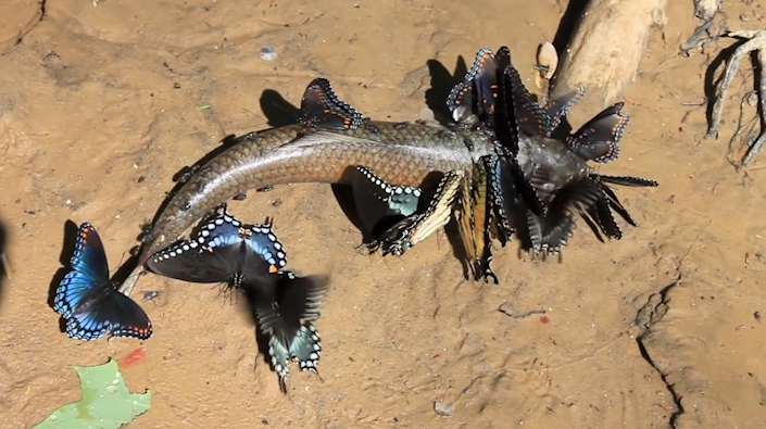 女子看到一群蝴蝶聚集在地上,走近一看却发现,这些蝴蝶在吃鱼!