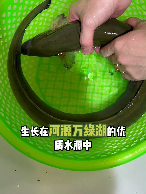 白鳝,又称为河鳗