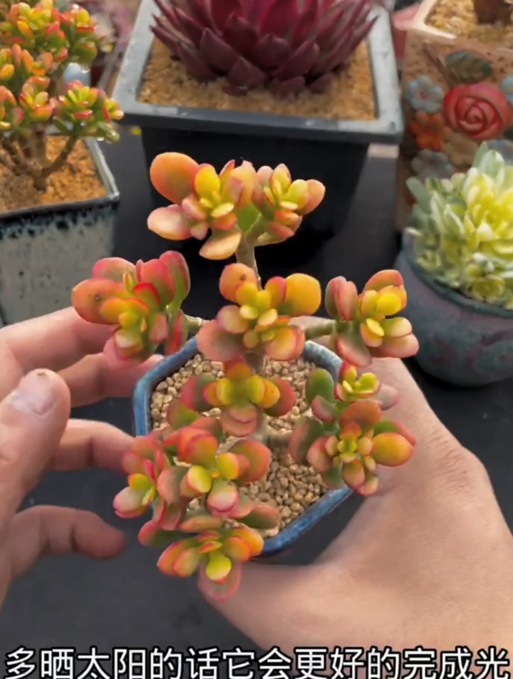 很多人都说自己的多肉熬过了夏天,渡过了秋天,却扛不过冬天……