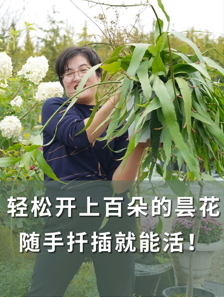 轻松开上百朵的昙花,随手扦插就能活!「海妈植物推荐」