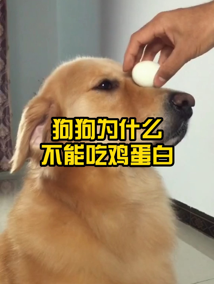 狗狗为什么不能吃鸡蛋白?