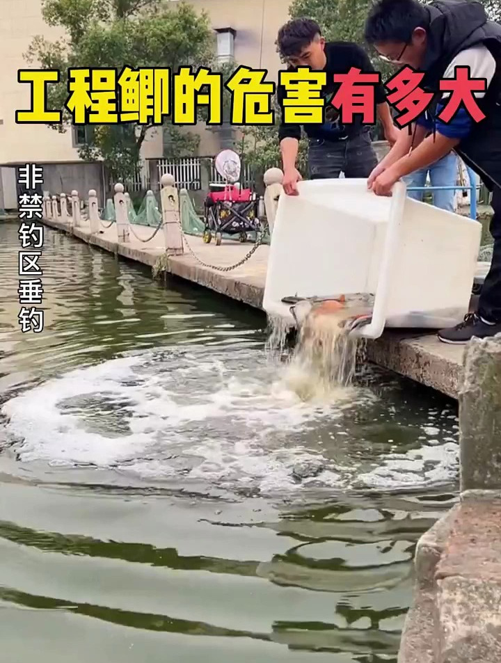 你钓的鱼可能是“科技和狠活”,一招教你分辨工程鲫