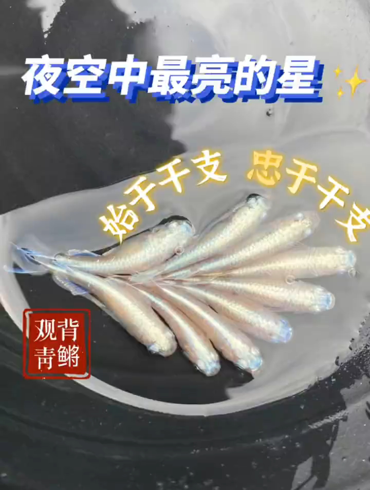 观背青,俯视无敌的品种,是很适合新手养鱼入门的冷水鱼