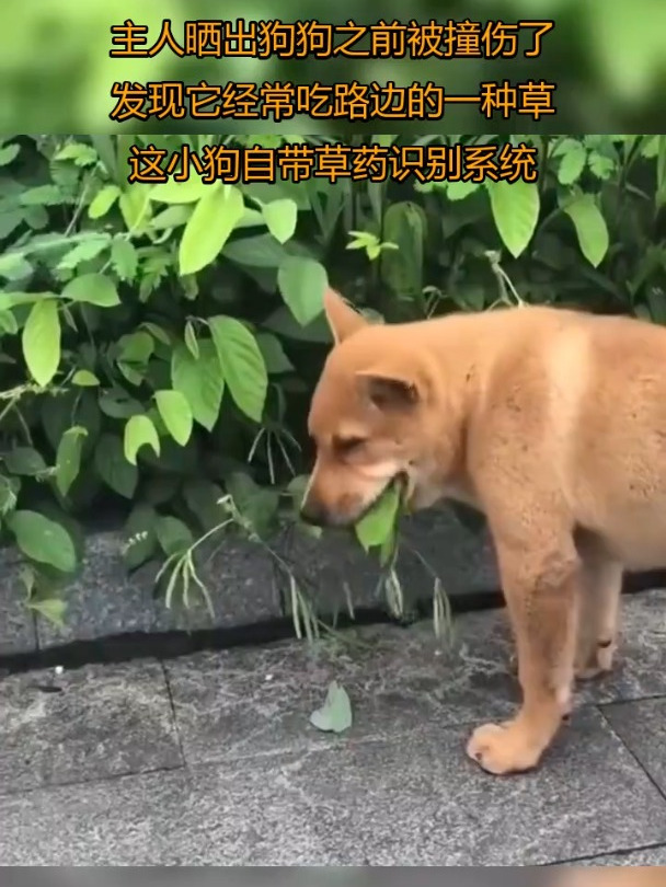 主人晒出狗狗之前被撞伤了,发现它经常吃路边的一种草,中华田园犬自带草药识别系统