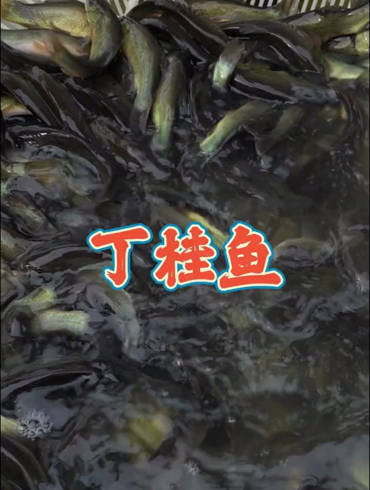 丁桂鱼生存能力强,不挑水质,不挑食适宜养殖