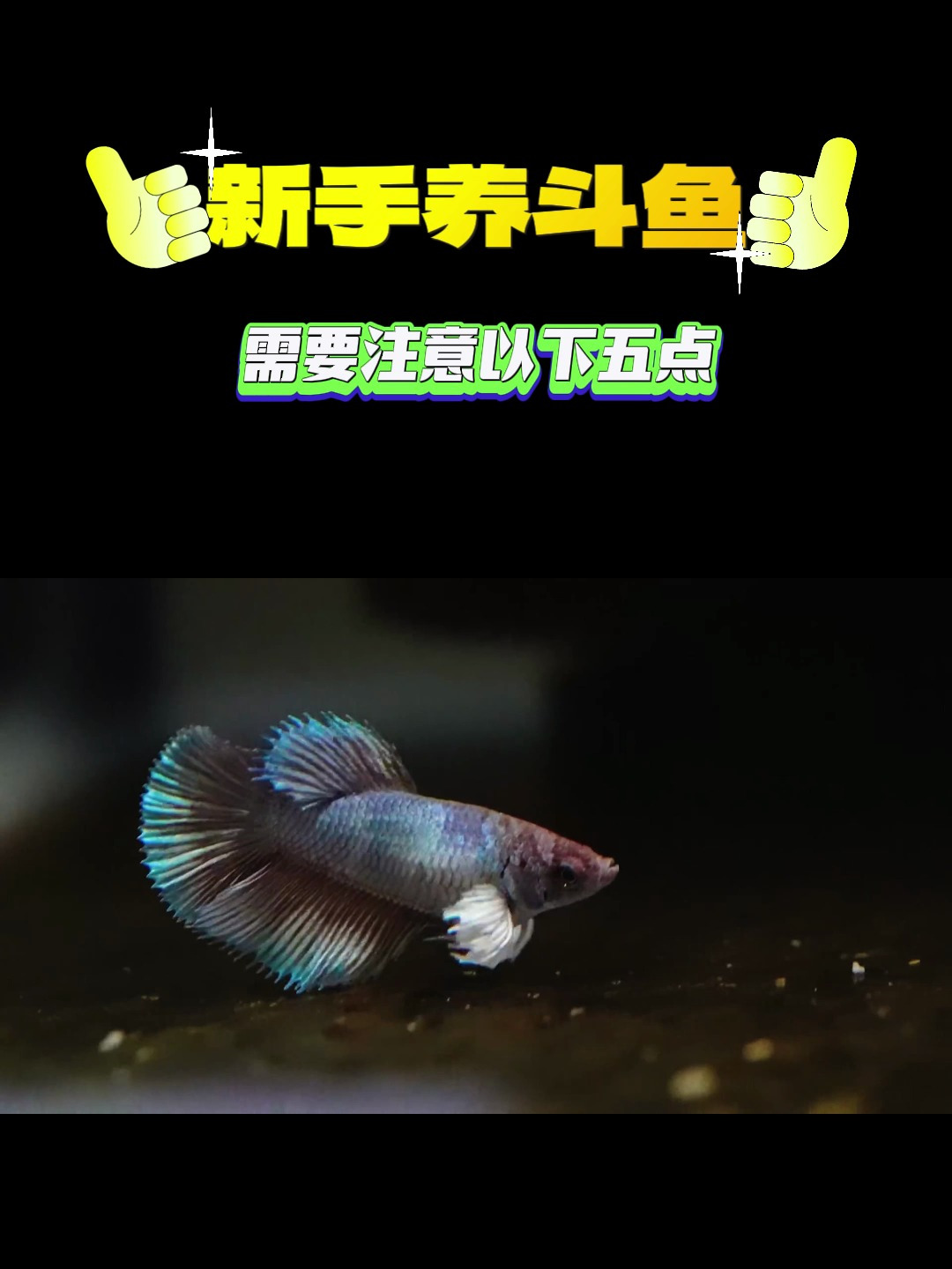 第6期新手如何养斗鱼