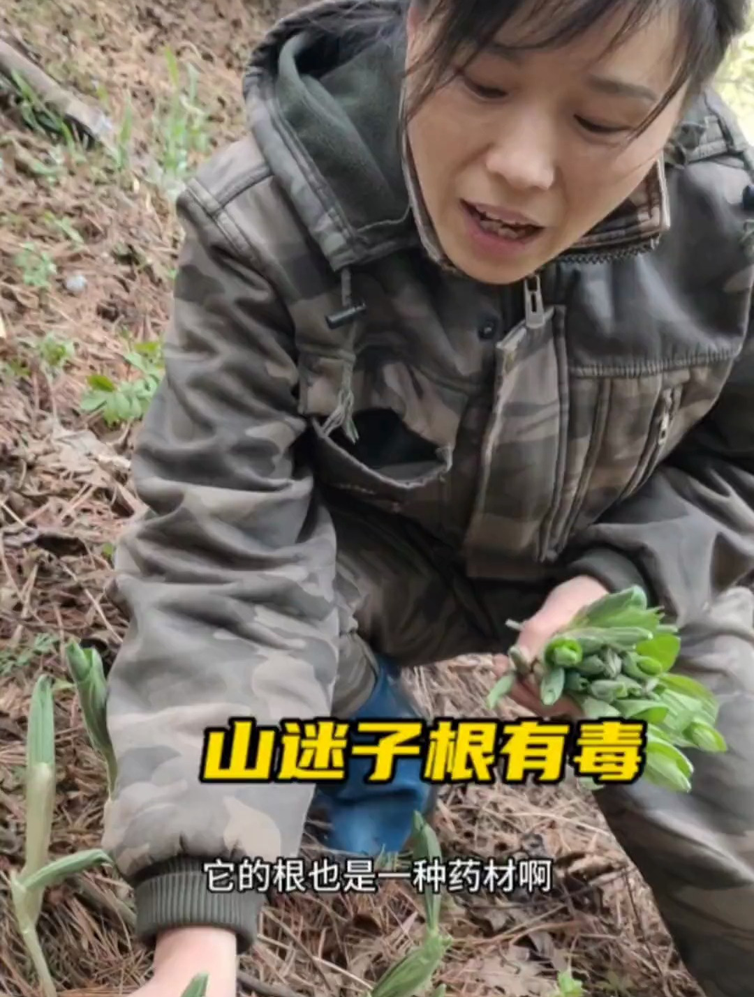山迷子和山苞米长得很像,虽然好吃,但是它的根有毒