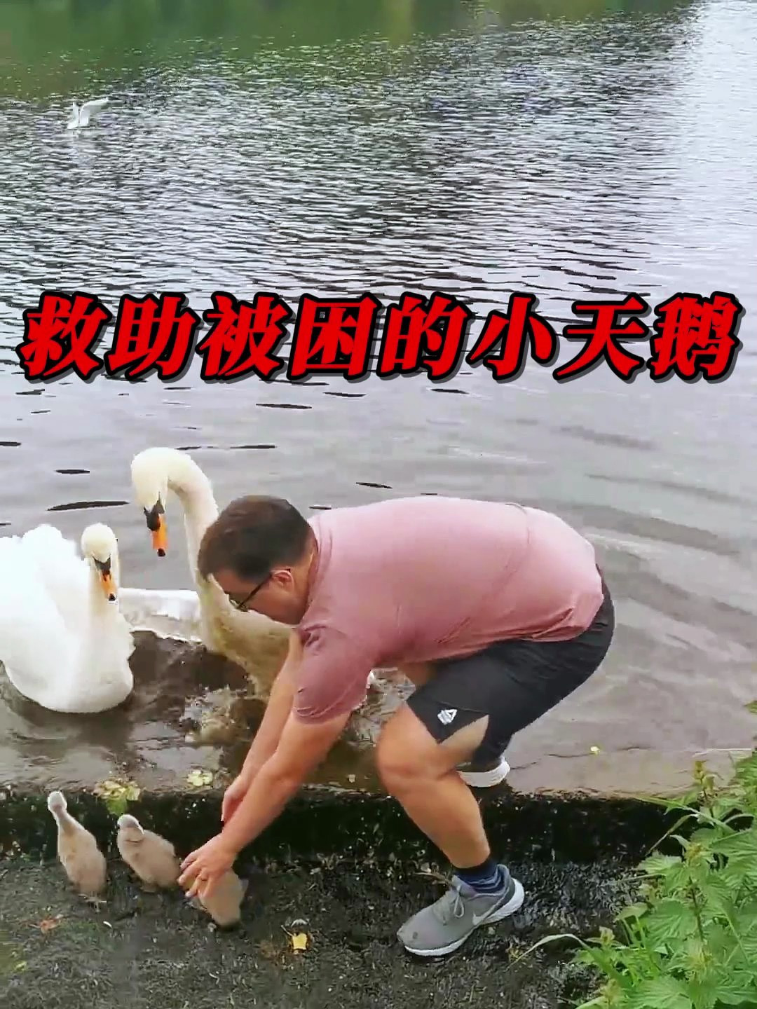 小天鹅被困,鹅妈鹅爸急坏了!