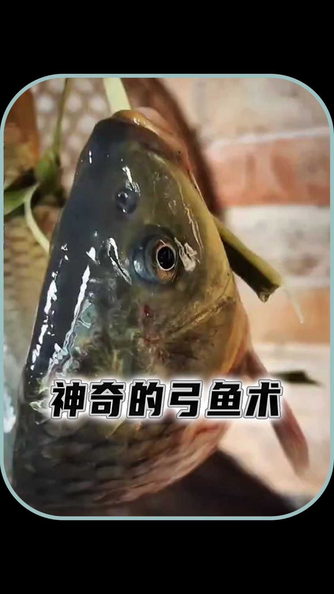 神奇的弓鱼术只为了保持鱼的鲜活