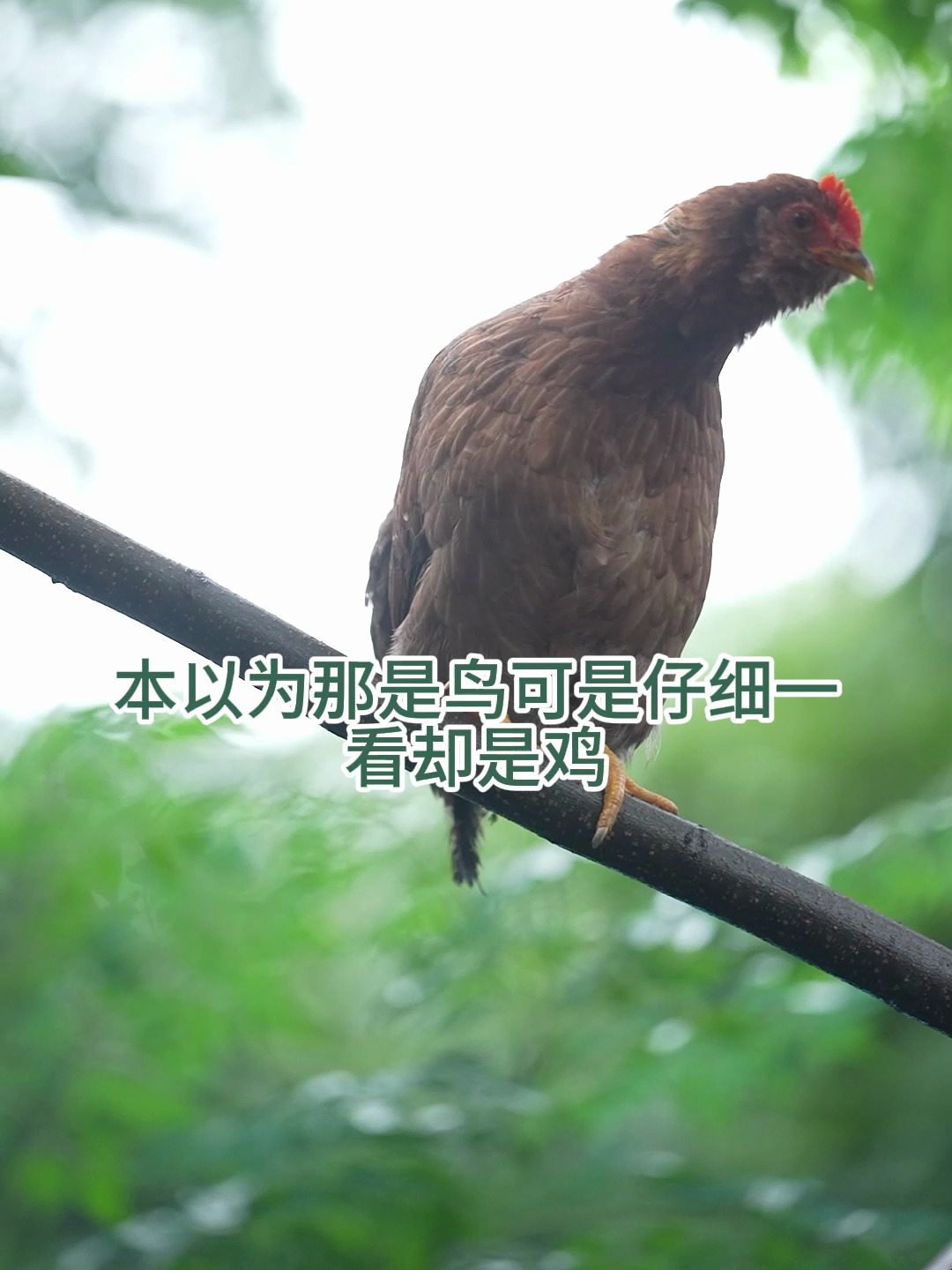 母猪会上树是假的,但是一只够野的鸡会上树是真的呀!
