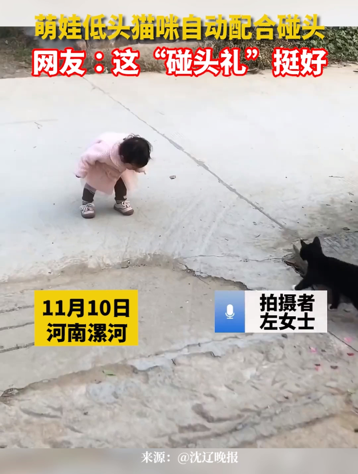 萌娃低头猫咪自动配合碰头,网友:这“碰头礼”挺好