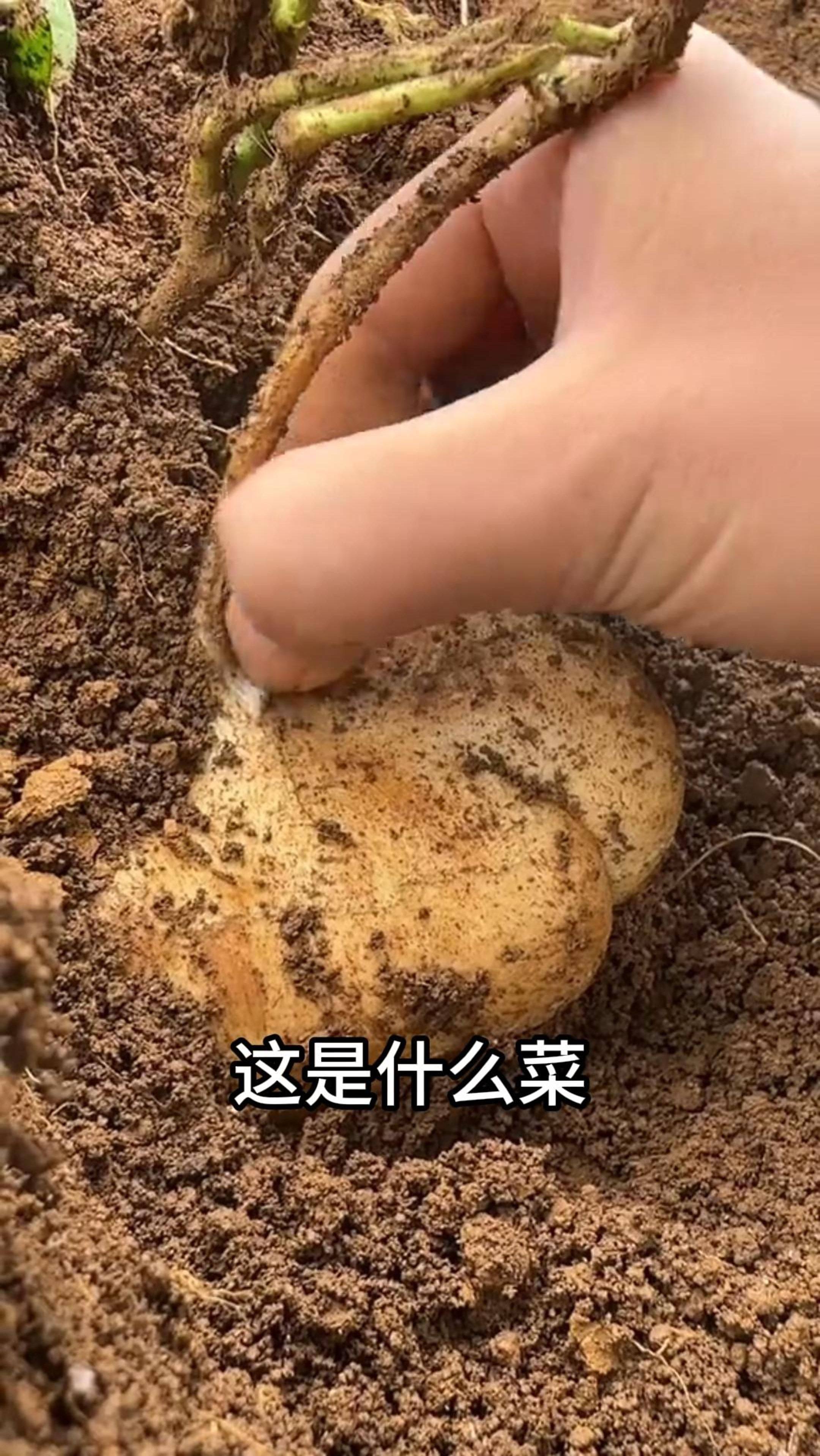 在农村常见的37种蔬菜,看看都吃过几种