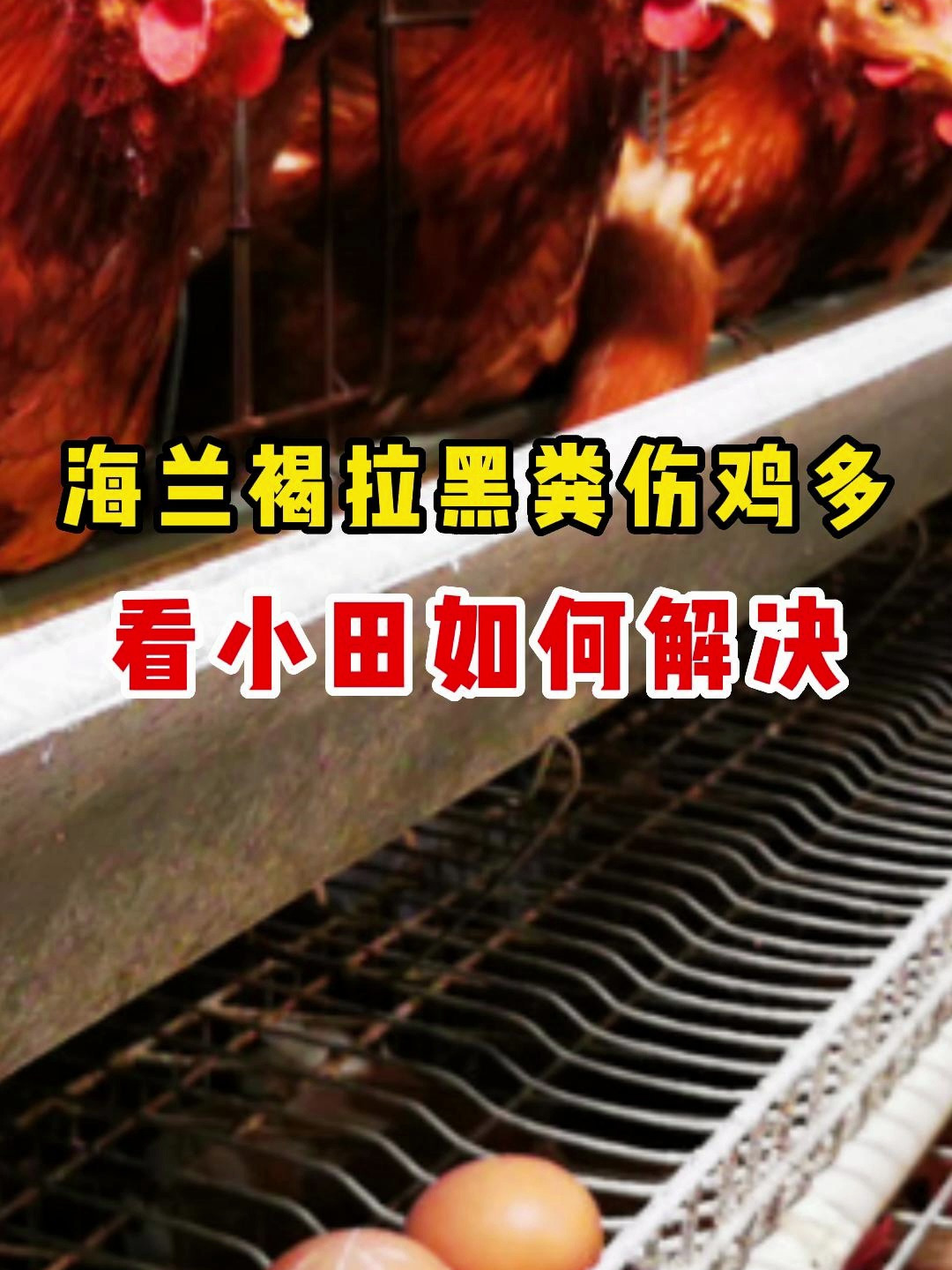 海兰褐蛋鸡肠系膜发黑、拉黑粪、零伤多,看小田如何解决!